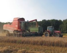 Anlage und Aufzucht