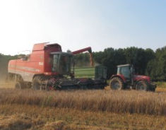 Anlage und Aufzucht